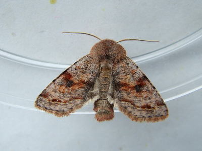 Clouded Drab
